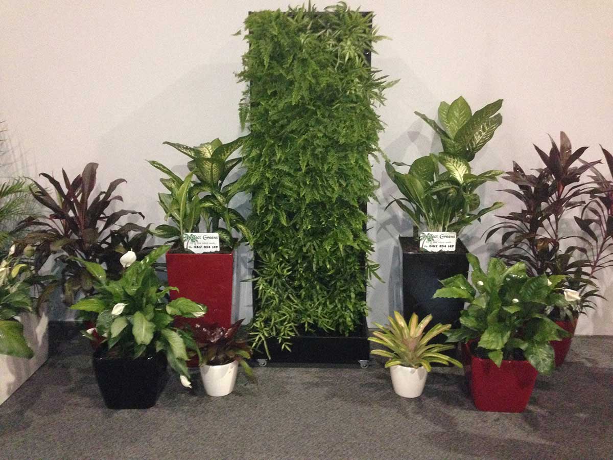 Hire plants for events and functions in Darwin